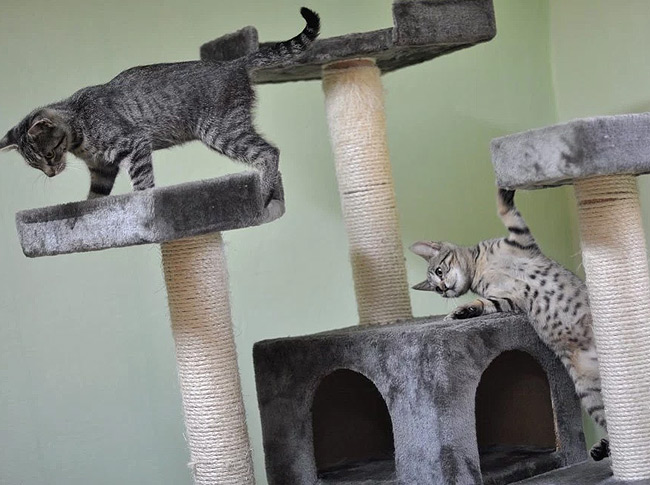 Boarding house - cat sitting e cat sitting