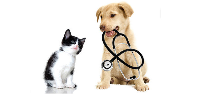 Specialist visits di animali