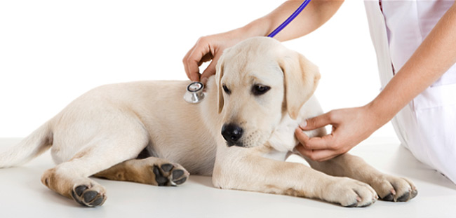 Internal medicine veterinaria